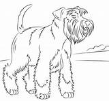 Schnauzer Coloring Miniature Dogs Printable Pages Dog Mini Schnauzers Adult Supercoloring Cartoon Animal Outline Visit Super sketch template