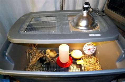 duckling care and brooder ideas brooder ideas duckling care chickens
