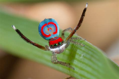 how peacock spiders get their bright blue butts