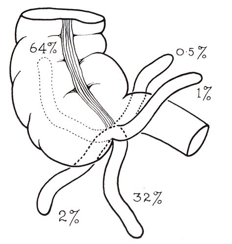 appendix anatomy wikipedia