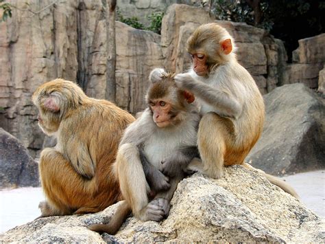 rhesus macaques primates wallpaper  fanpop