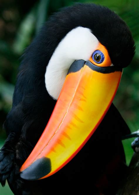 sizes nodding toucan flickr photo sharing