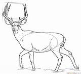 Deer Mule Drawing Draw Step Coloring Pages Drawings Supercoloring Line Animal Buck Tutorials sketch template