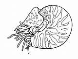 Coloring Mollusks Clam Coloriages sketch template