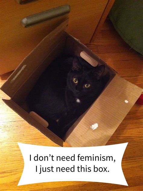 Confused Cats Against Feminism This Is My Truth