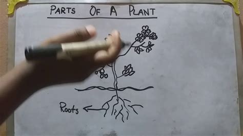 parts   plant youtube