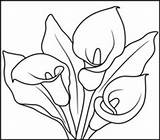 Coloring Calla Anthurium Pages Lily Flowers Lilies Flower Kala Template Designlooter Printables Cala Planse Drawings Sketch 49kb 208px Calas Stargazer sketch template