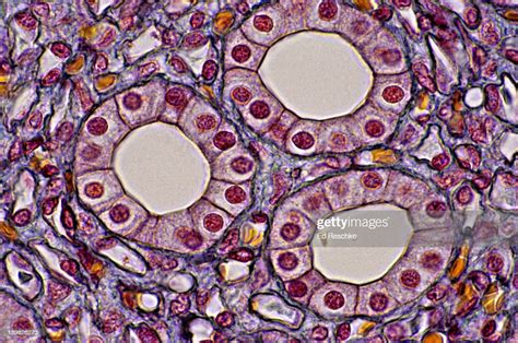 simple cuboidal epithelium kidney tubules  cross section  shows