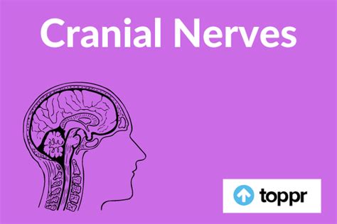12 cranial nerves definition functions locations
