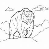 Coloring Yellowstone Pages Grizzly National Park Bear sketch template