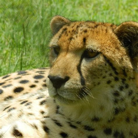 kibwe beshte cheetah conservation research centre