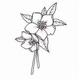 Hellebore Flower Hellebores Choose Board Drawings Flowers Simple Tattoo sketch template
