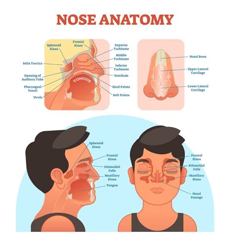 nasal cycle   airflow greater   nostril