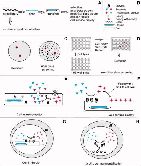 overview  screening technologies  experimental steps