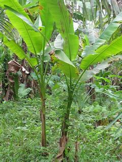 philippine trees distinguishing  abaca  banana