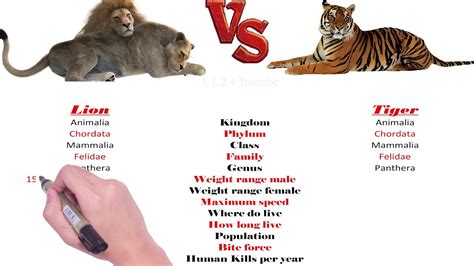 Lion Vs Tiger Comparison Youtube