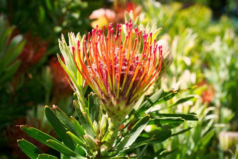 grow  care  protea plants