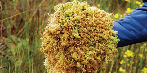 sphagnum moss   purify spa water