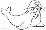 Walrus Coloring Pages Printable Template Cool2bkids Printables Kids sketch template