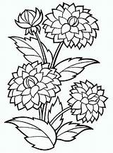 Dahlia Coloring Pages Flower Getcolorings Printable sketch template