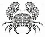 Crab Icon Vector Hand Istockphoto Drawn Line Background Tattoo sketch template