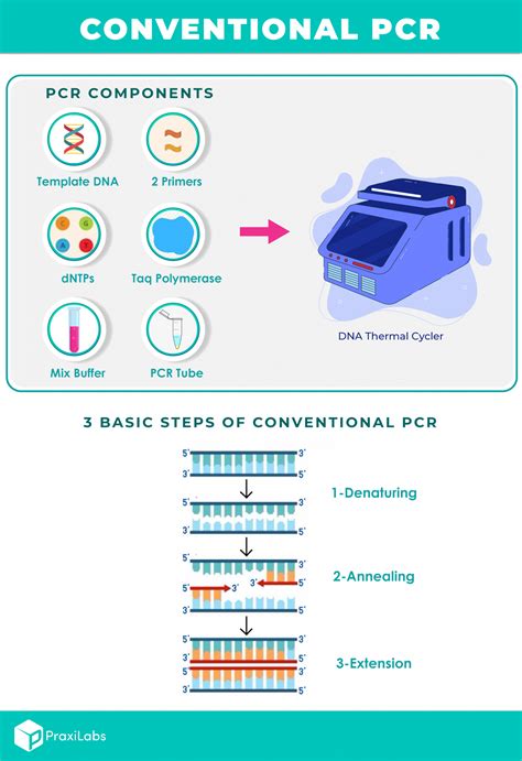 basic steps  conventional pcr praxilabs