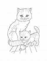 Pisica Planse Colorat Desene Animale Domestice Pisici sketch template