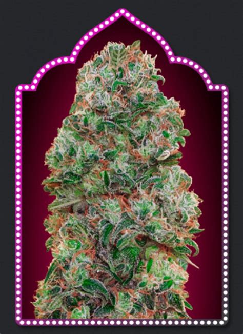 Bubble Gum Feminised Cannabis Seeds Oo Seeds Discount Value Weed Seeds