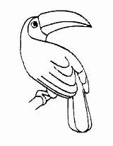 Toucan Coloring Pages Bird Birds Outline Drawing Printable Color Clipart Kids Rainforest Easy Sam Template Lobster Am Nightingale Animal Getdrawings sketch template