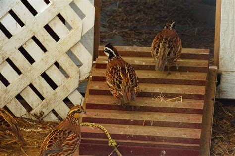 raising quail   backyard quail  quieter