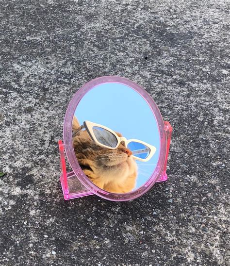 Pinterest 𝕒𝕤𝕙𝕝𝕖𝕪𝕝𝕖𝕓𝕝𝕒𝕟𝕔𝕞𝕦𝕤𝕚𝕔 Cat Aesthetic Cute Cats Cat Glasses