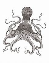 Octopus Coloring Pages Adults Kidspressmagazine Ocean Now Get Animal sketch template