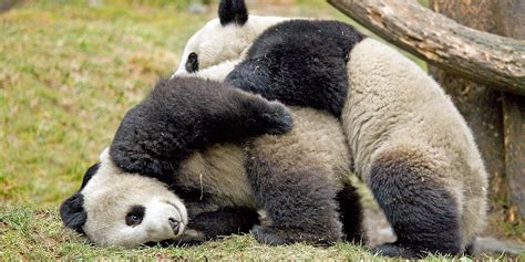6 reasons pandas are huge dumbasses virascoop