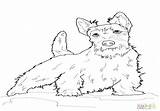 Terrier Scottish Coloring Pages Getcolorings Color Col sketch template