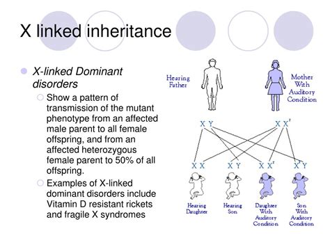 Ppt Sex Linkage And Pedigrees Powerpoint Presentation