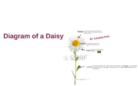 diagram   daisy flower  lorraina kelly  prezi