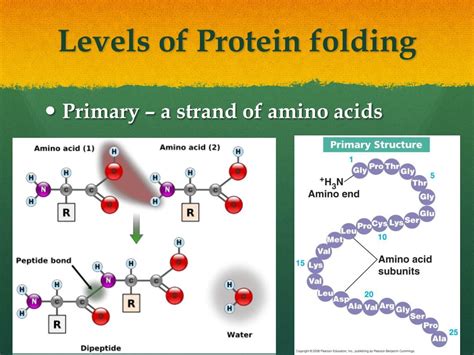 protein synthesis  protein folding powerpoint