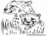 Cheetah Sketsa Mewarnai Hewan Kuda Harimau Jantan Rambut sketch template