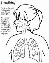 Respiratory Worksheets Breathe Lungs Respiratorio Sheets Lung Systems Breathing Aparatos Teeleg Aparato Labeled Getdrawings Educacional Repiratorio Guardería Matemáticas Psicologia Abrir sketch template