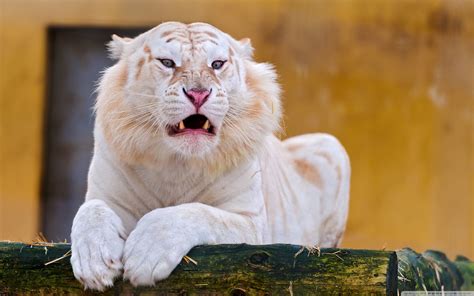 liger wallpapers  pictures