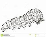 Coloring Caterpillar Adults Vector Insect Illustration Preview sketch template