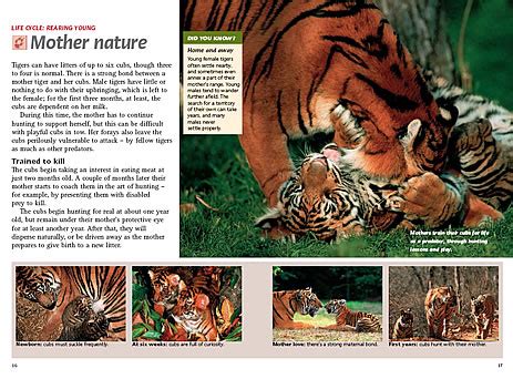 royal bengal tigers life cycle adulthood