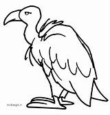 Colorare Avvoltoio Bambini Disegni sketch template