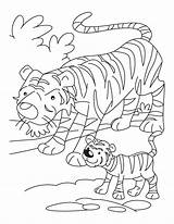 Tiger Cub Coloring Mother Pages Kids sketch template