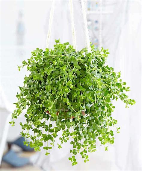 plantes retombantes dinterieur indispensables  la maison hanging
