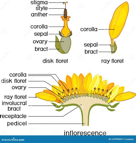 structure  flower  sunflower  cross section diagram  flower