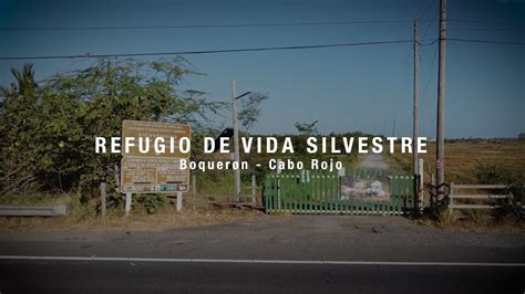 Refugio De Vida Silvestre De Boqueron En Cabo Rojo Youtube