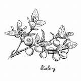 Blueberries Huckleberry sketch template