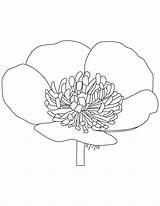 Buttercup Coloring Flower Pages Lotus Comments sketch template