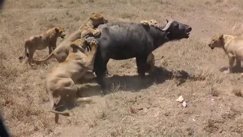 video lions attack one buffalo lion vs buffalo